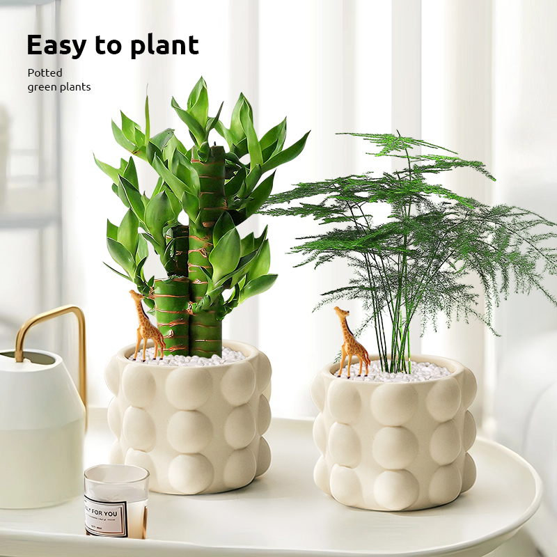 富贵竹小盆栽办公室内绿植