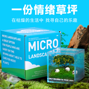 私人草坪苔藓生态微景观办公室桌面微观盆栽绿植创意礼物神奇植物