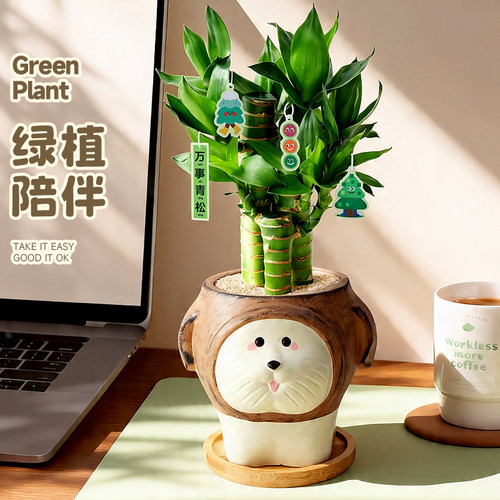 富贵竹桌面绿植放青松情绪植物