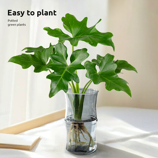 水培植物春羽竹柏棕竹客厅办公室内书桌面新手懒人好养活水养绿植