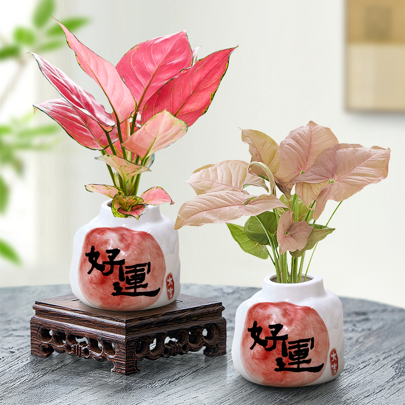 吉利红如意盆栽水培植物室内桌面