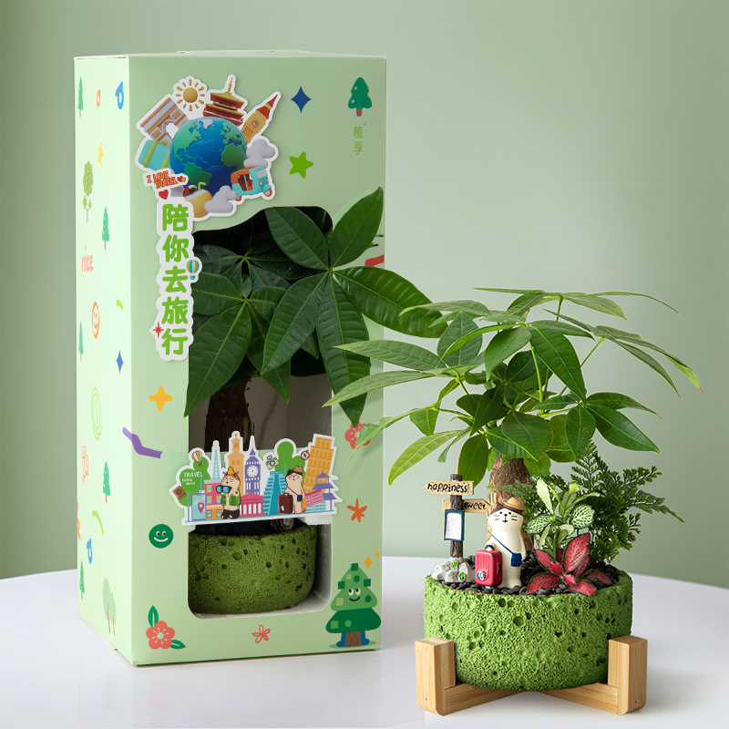 发财树小盆栽办公室桌面招财绿植摆件室内客厅云竹植物带礼盒礼物