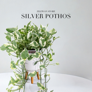 白金葛花叶绿萝雪花葛爬藤垂吊阳台客厅室内桌面水培好养易活植物