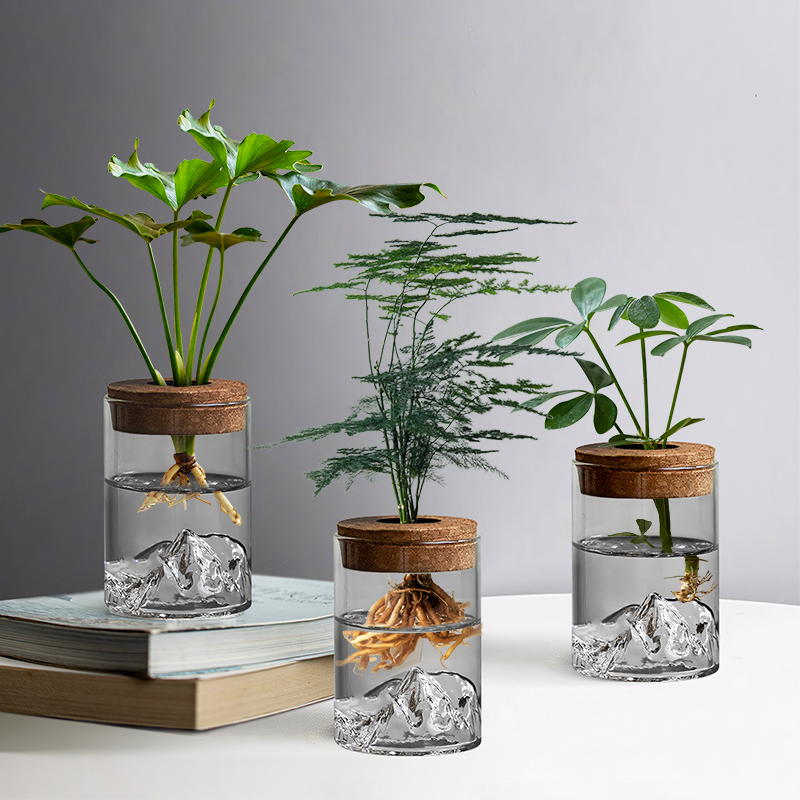 高端文竹盆栽水培植物办公室桌面绿植小摆件室内净化空气懒人好养