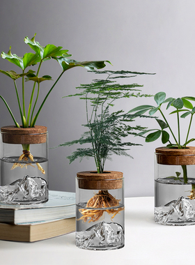 高端文竹盆栽水培植物办公室桌面绿植小摆件室内净化空气懒人好养