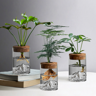 高端文竹盆栽水培植物办公室桌面绿植小摆件室内净化空气懒人好养