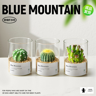 仙人球室内盆栽肉肉植物办公室工位书房桌面仙人掌绿植四季 好养活