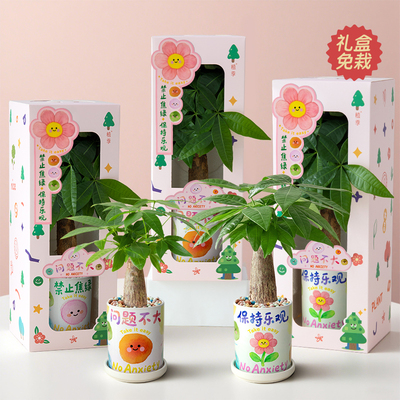 发财树盆栽禁止焦虑桌面情绪植物