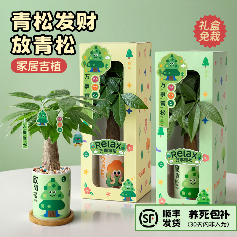 植季放青松绿植轻松摆件办公桌面工位发财树小盆栽室内植物礼物