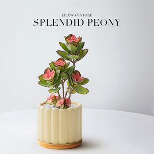 锦绣牡丹多肉植物小盆栽多头群生肉肉桌面阳台客厅耐旱懒人好养活