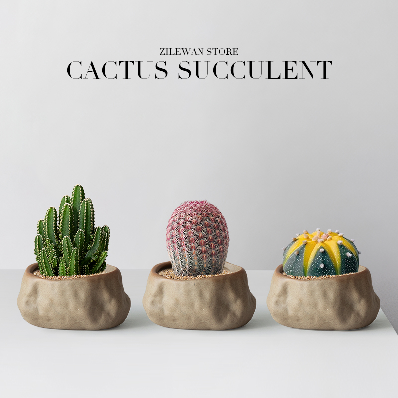 办公室内桌面简单好养仙人掌多肉