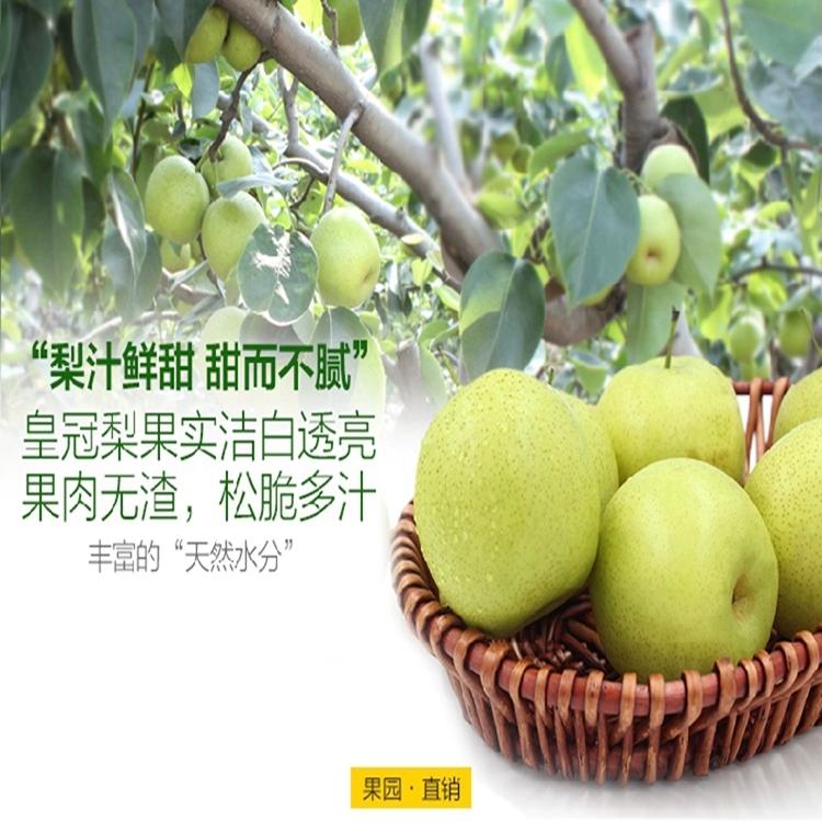 徐州大沙河皇冠梨当季青皮皇冠梨现摘现发产地直销脆甜可口
