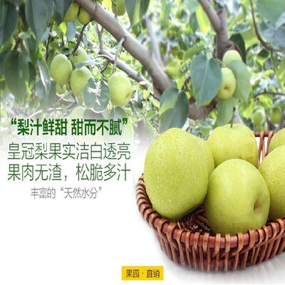 徐州大沙河皇冠梨当季青皮皇冠梨现摘现发产地直销脆甜可口