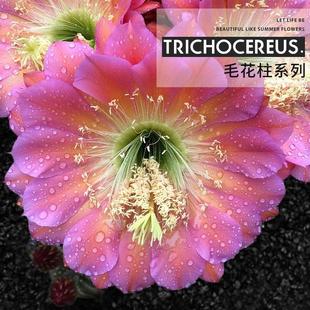毛花柱开大花仙人柱 植物员外 飞碟时光仙女杏光辉仙人球多肉植物