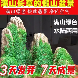 假山草籽种子吸水石上的盆景植物微景观矮珍珠草养不死一年四季青