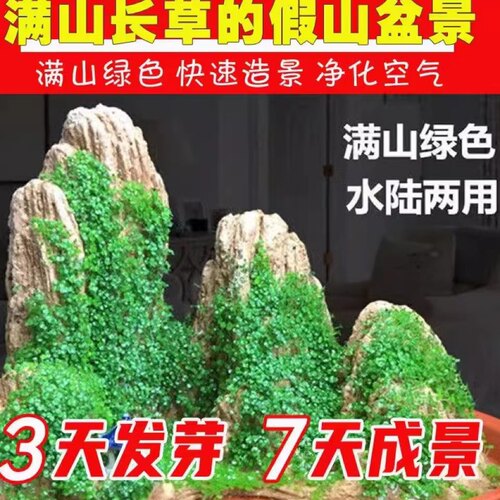 假山草籽种子吸水石上的盆景植物微景观矮珍珠草养不死一年四季青