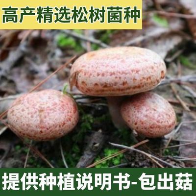 喷水就活，反复出菇，送种植技术