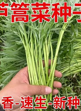 芦高种子喷水就发芽，连续采摘