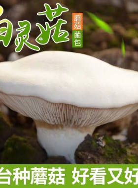 喷水就出菇不挑土壤送种植技术
