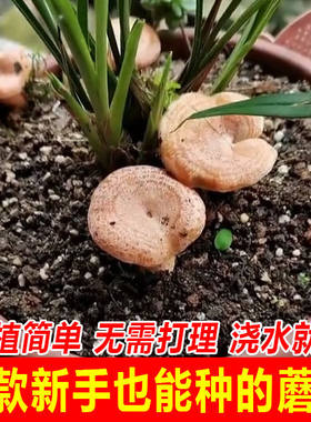 喷水就出菇，不挑土壤