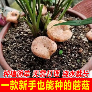 喷水就出菇，不挑土壤