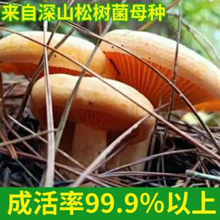 正宗野生松树菌新鲜菌种居家四季可种乌枞菌黄枞可盆栽种香菇菌菌