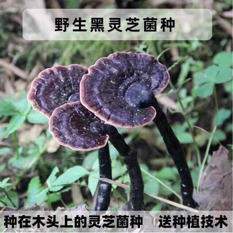 椴木灵芝平菇菌种母种种植室外黑灵芝菌种灵芝菌种 灵芝菌种家种