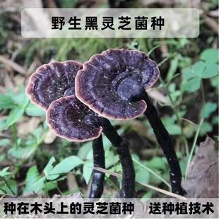 椴木灵芝平菇菌种母种种植室外黑灵芝菌种灵芝菌种 灵芝菌种家种