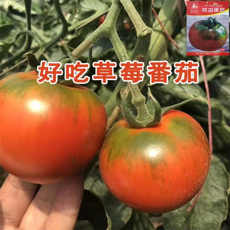 水果草莓番茄超甜四季种植