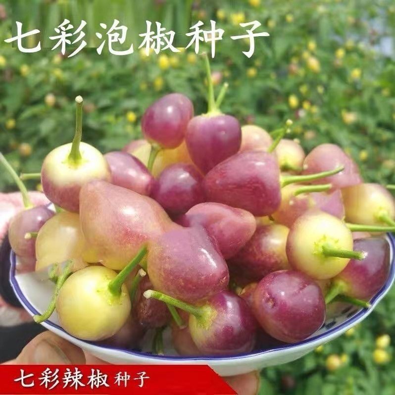 七彩泡椒种子可盆栽高产