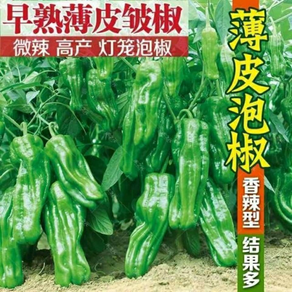薄皮辣椒种子灯笼泡椒种籽虎皮辣椒皱皮椒微辣早熟高产蔬菜种子孑