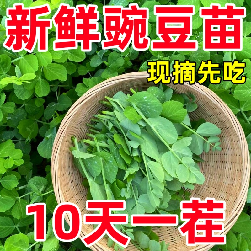 豌豆苗连续采摘,包发芽,