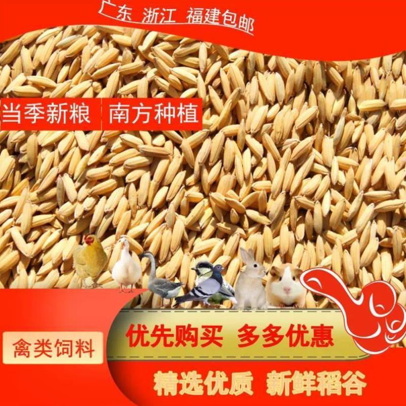 带壳稻谷喂鸡鸭鹅鸽子鸟食散养禽类当季水稻种饲料宠物用新原粮