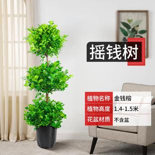 金钱榕树盆栽室内大型绿植客厅摇钱树办公室乔迁新居植物落地盆景