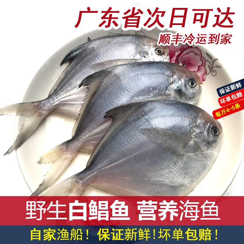 潮汕白鲳鱼小银鲳鱼鲜活冷冻海鲜水产海鲜新鲜平鱼深海鱼昌鱼500g