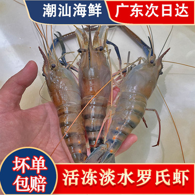 罗氏虾大头虾潮汕冰鲜速冻淡水虾沼泽蓝虾巨型超大虾海鲜水产