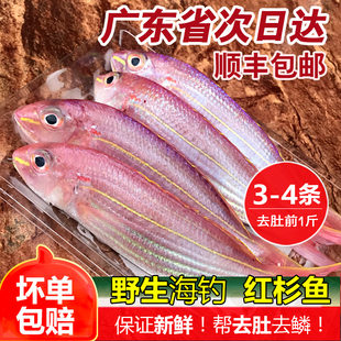 新鲜红杉鱼金丝鱼深海捕捞海水水产海钓红三鱼大条金线鱼500g