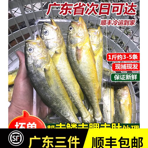 鲜活整条潮汕海鲜小黄鱼现捞