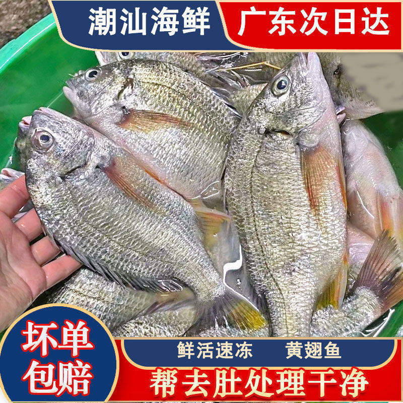 潮汕海钓黄翅黄立鱼鱼新鲜海捕海鲜水产当地海捕黄赤黄鳍鲷黄墙鱼