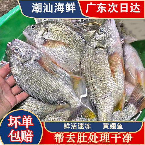 潮汕海钓黄翅黄立鱼鱼新鲜海捕海鲜水产当地海捕黄赤黄鳍鲷黄墙鱼