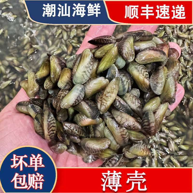 海瓜子潮汕薄壳鲜活现发海鲜水产大薄壳米贝壳类食材送金不换薄壳