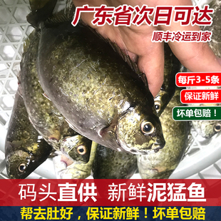 海鲜泥猛鱼水产海鱼新鲜泥猛鱼鲜活秋叶鱼娘艾鱼篮子鱼1斤3-5条