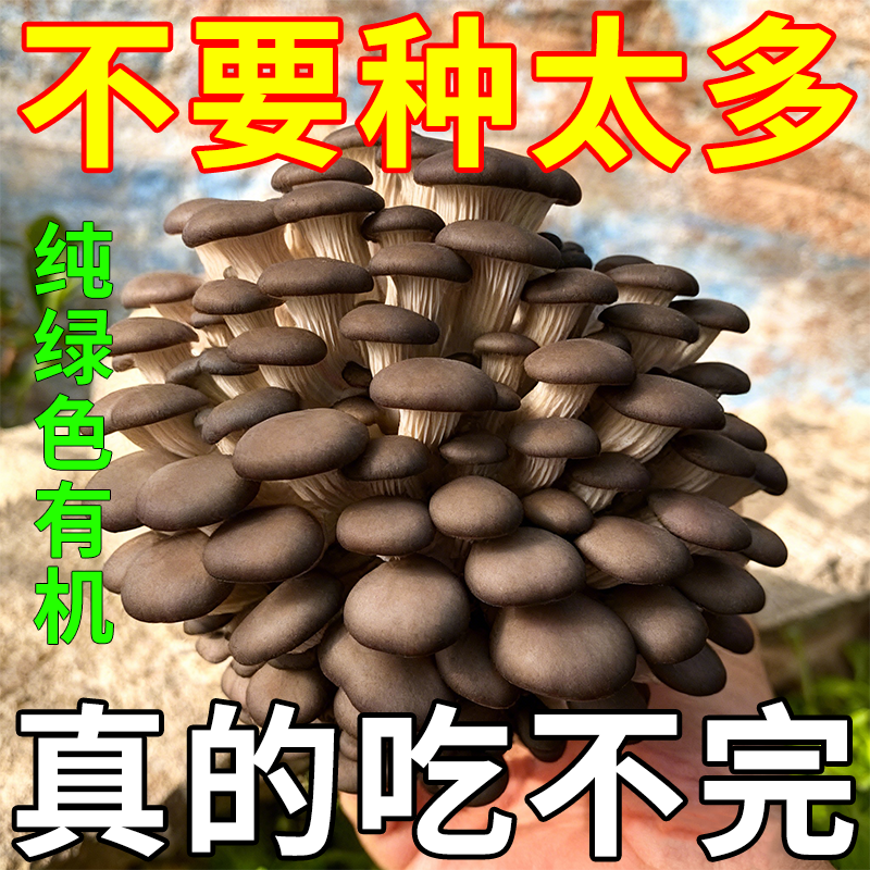 新鲜蘑菇菌包家庭室内食用平菇秀珍菇直发鲜菌菇四季菌种家种冬菇