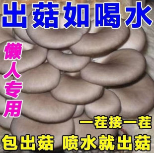 新鲜蘑菇菌包家庭室内食用平菇秀珍菇直发鲜菌菇四季菌种家种冬菇