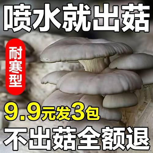 蘑菇菌包家庭室内食用平菇