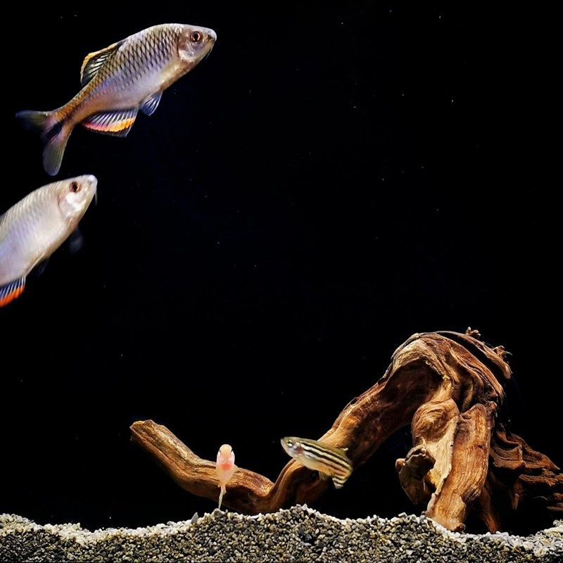 二马沉木20cm 迷n你缸用 ADA鱼缸水族桌面缸造景精品沉木小号小型