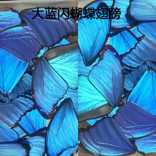 真蝴蝶翅膀标本diy材料大蓝闪蝶欢乐女神蝶翅画学生手工首饰原料