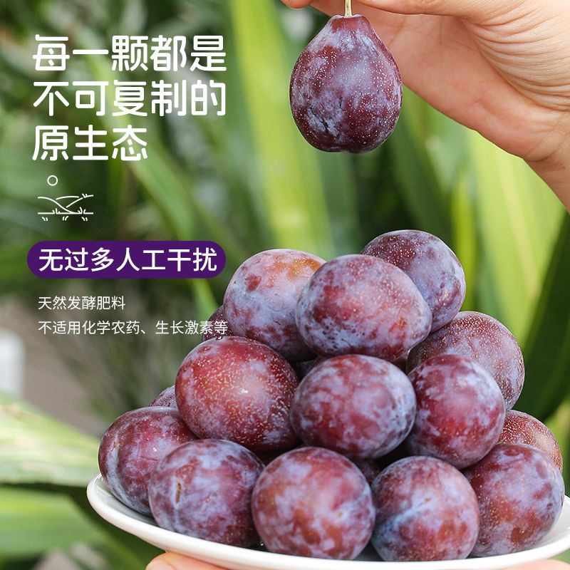 0脂西梅汁西柚汁浓缩汁500ml纤维果饮果味营养好喝大餐饮料