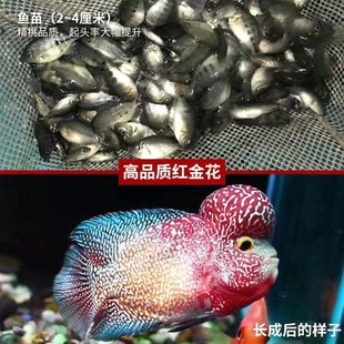 高起头罗汉鱼苗血麒麟r泰金火凤金花古典热带鱼淡水鱼观赏鱼爆头