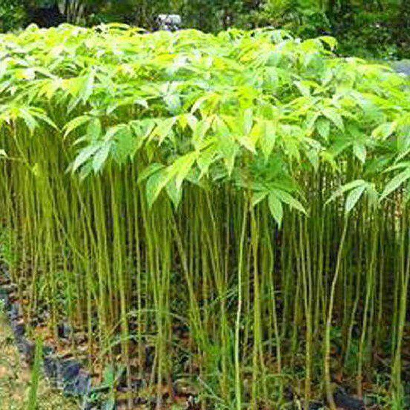 木棉花树c苗美丽异木棉树苗美人树大腹木棉苗庭院小区行道风景